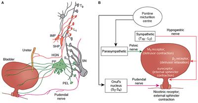 Frontiers The Central Autonomic Network and Regulation of